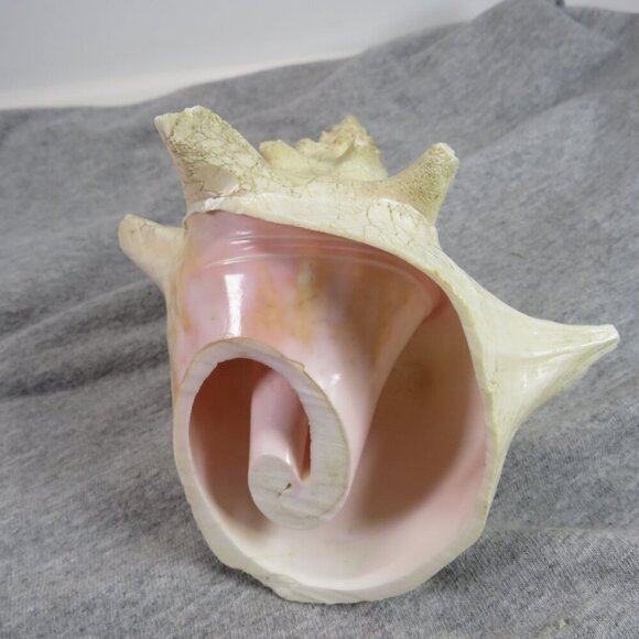 Conch Sea Shell REAL professionally sliced 4" long 5" wide  nice pink inside - Picture 1 of 7